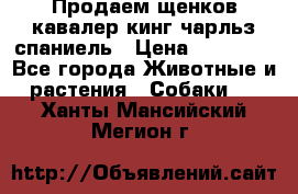 Продаем щенков кавалер кинг чарльз спаниель › Цена ­ 60 000 - Все города Животные и растения » Собаки   . Ханты-Мансийский,Мегион г.